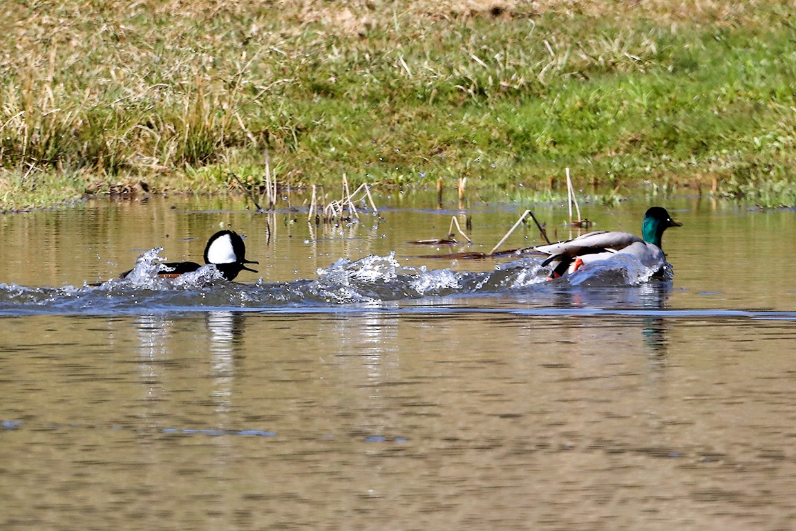 Canard colvert - ML555660701