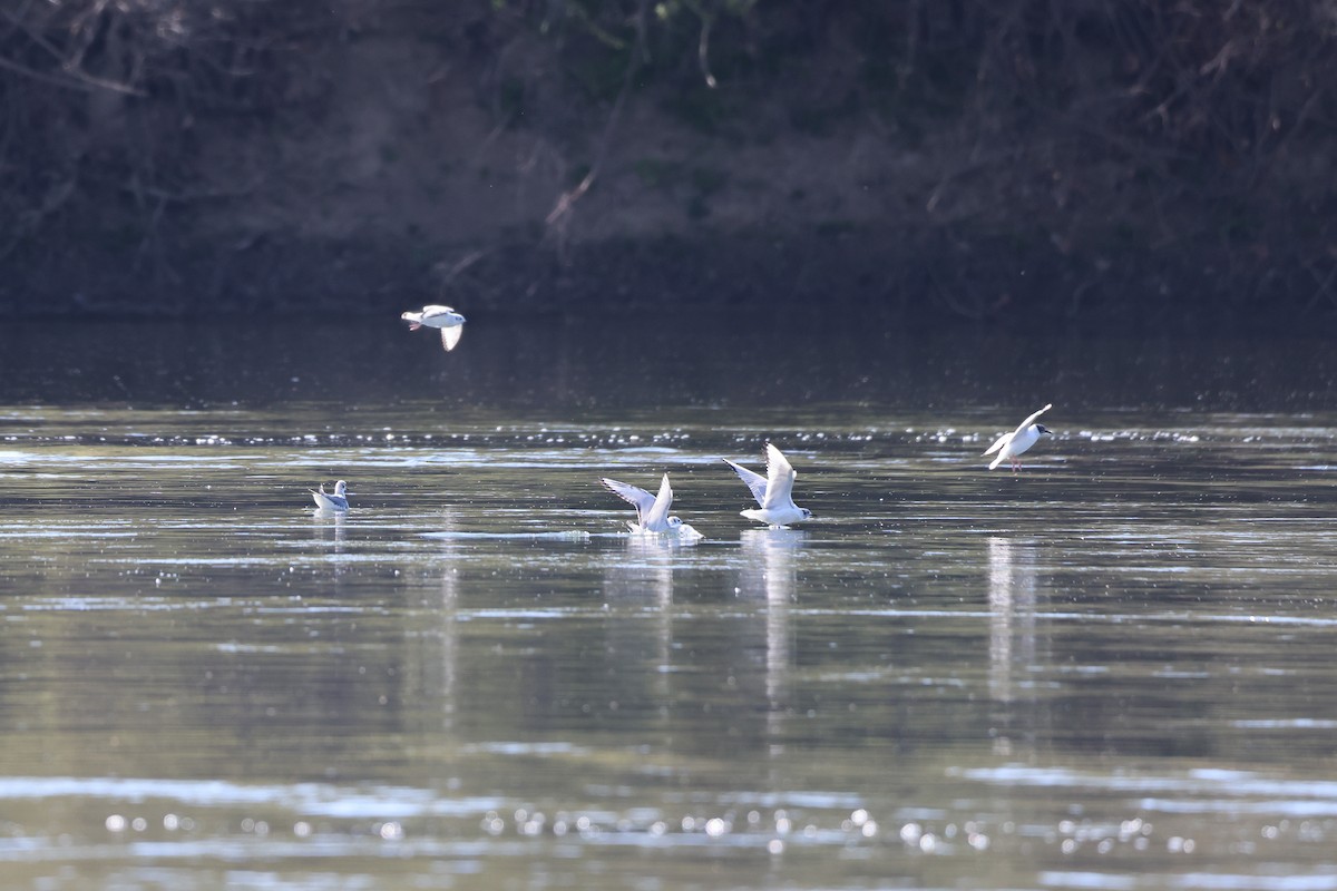 Bonaparte's Gull - Andy Wilson