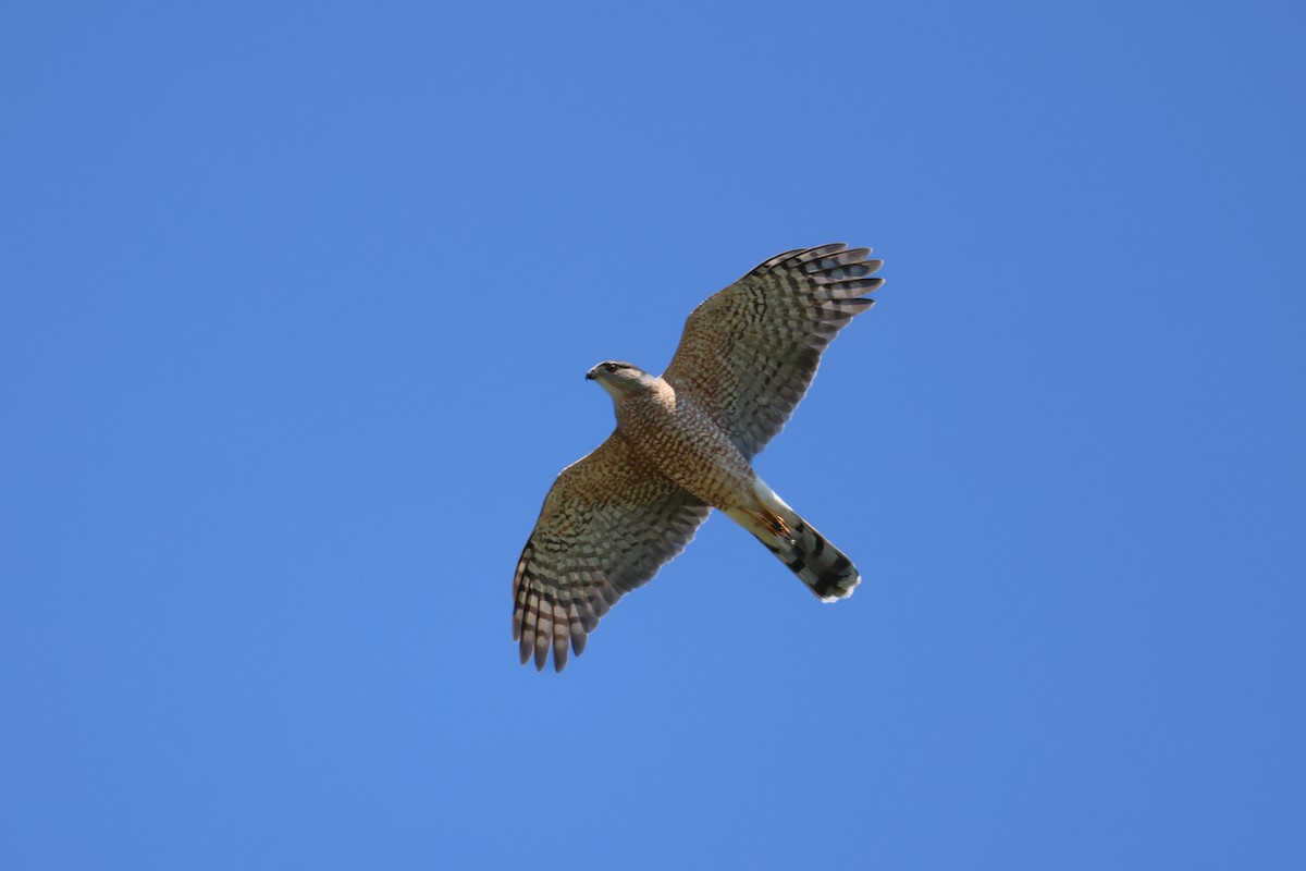 Cooper's Hawk - Andy Wilson