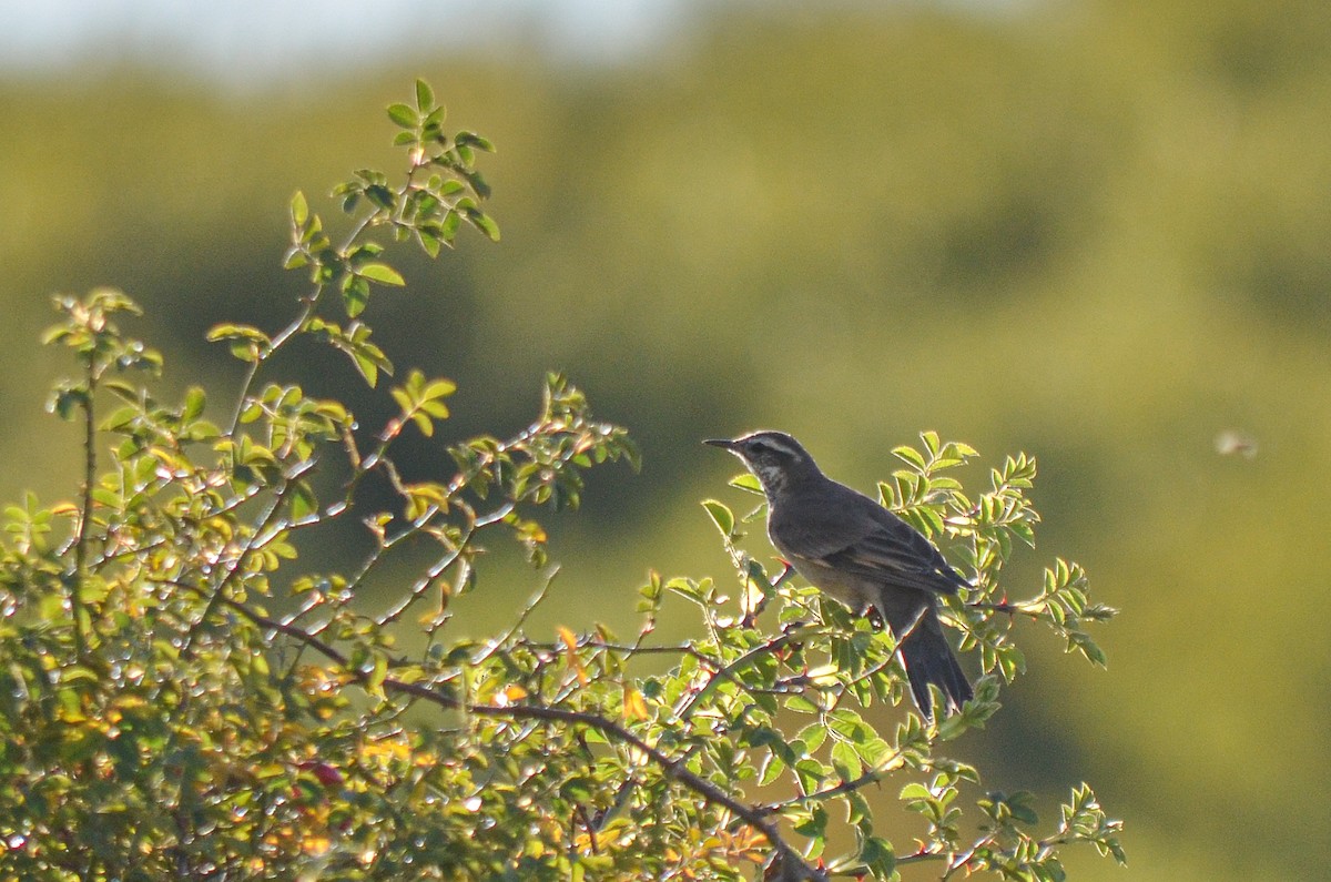 Buff-winged Cinclodes - ML555663321