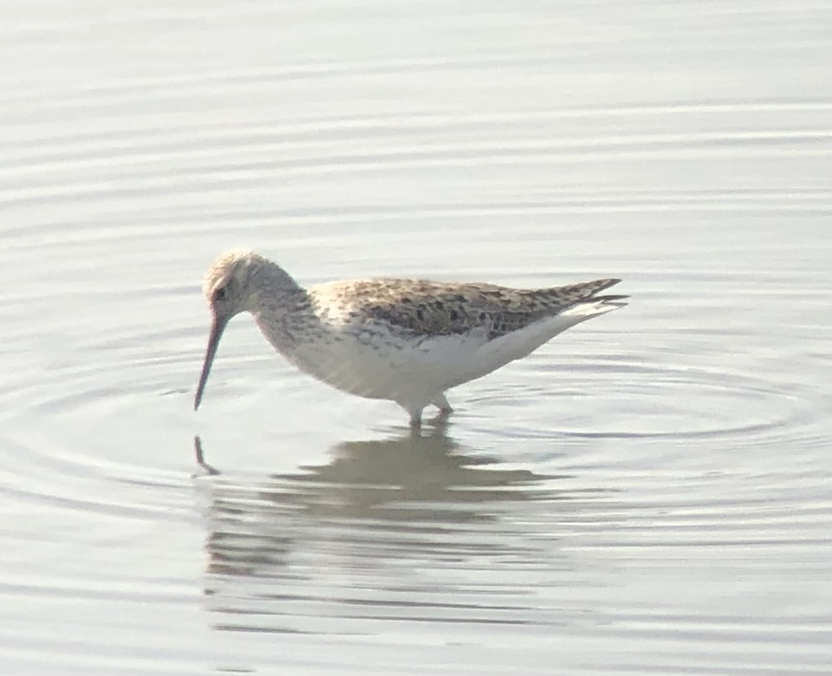 Marsh Sandpiper - ML555663601