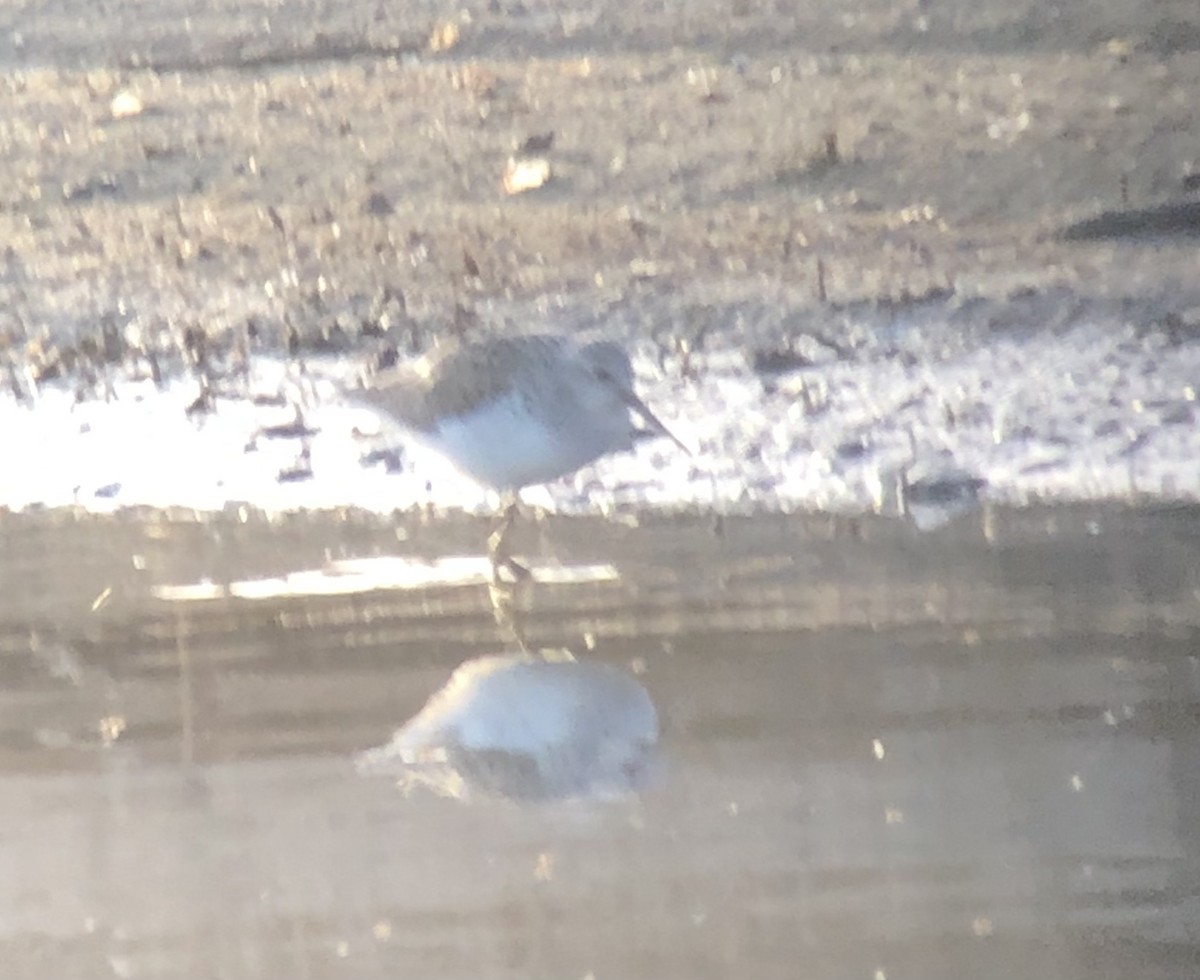 Marsh Sandpiper - ML555663611