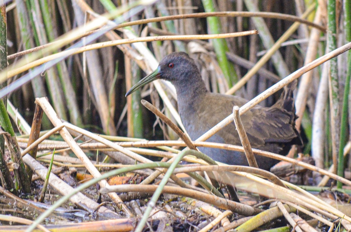 Plumbeous Rail - ML555663631