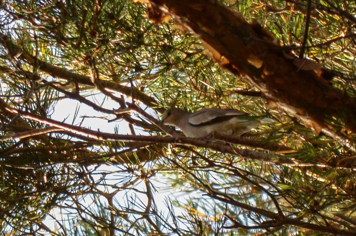 Picui Ground Dove - ML555663901