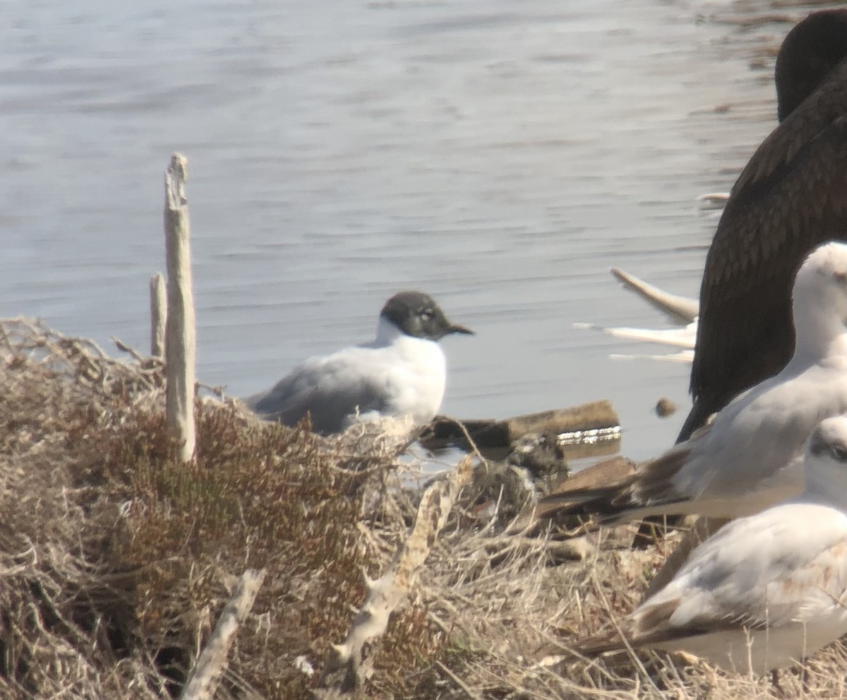 Bonaparte's Gull - ML555663981