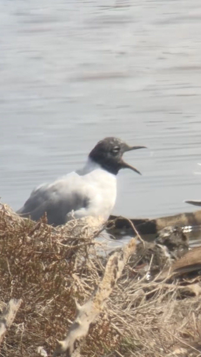 Bonaparte's Gull - ML555663991