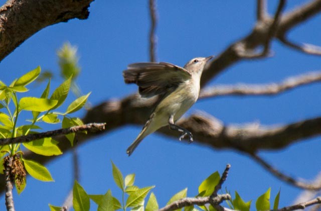 sangvireo - ML55566401