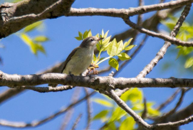 sangvireo - ML55566421