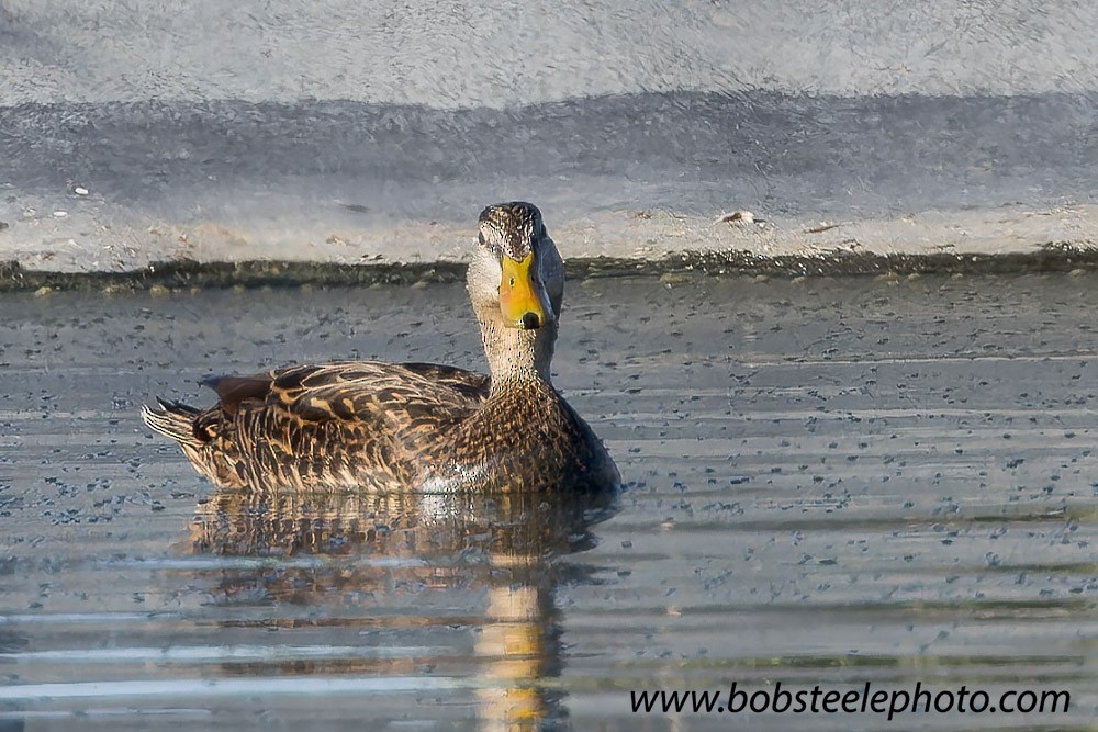 Mexican Duck - Bob Steele