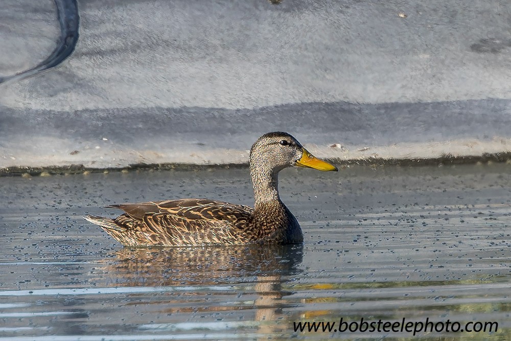 Mexican Duck - Bob Steele