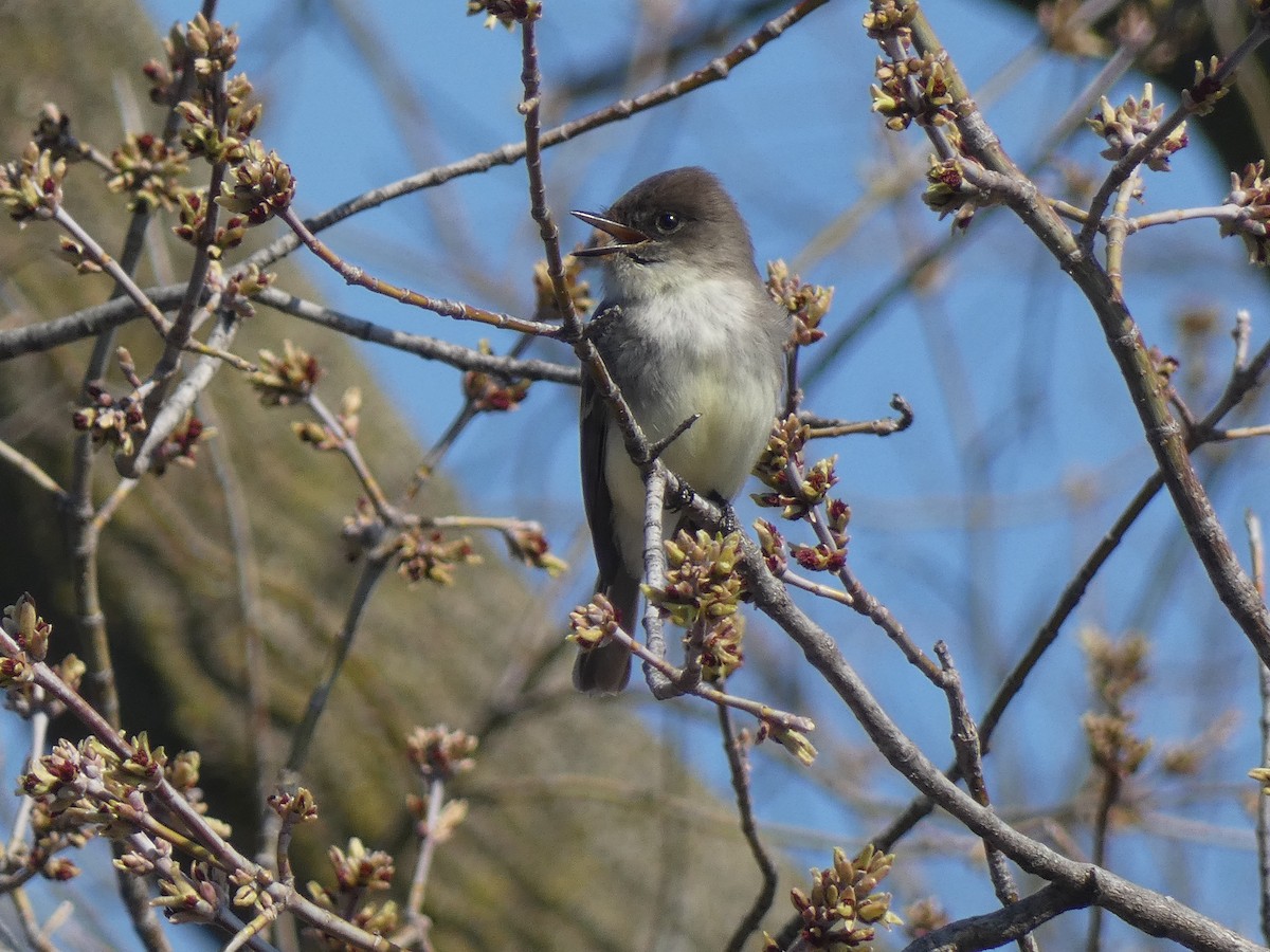 Eastern Phoebe - ML555665071