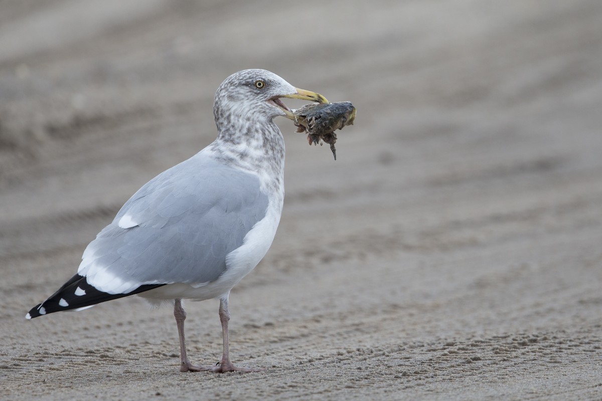 Herring Gull (American) - Michael Stubblefield