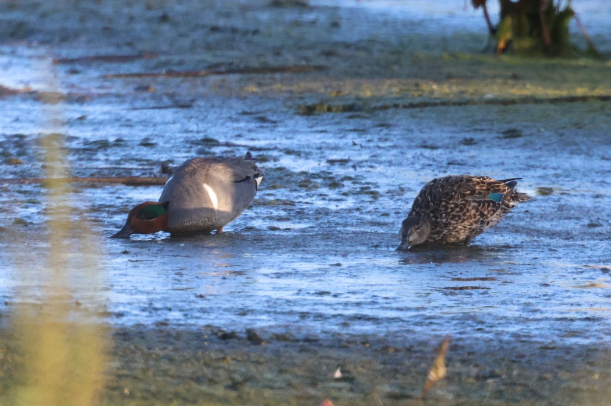 Green-winged Teal (American) - ML555665621