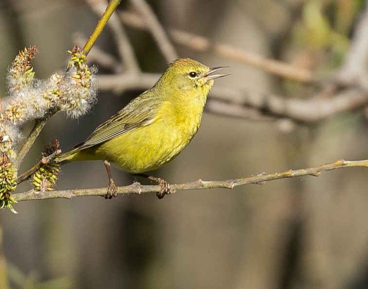 Orange-crowned Warbler - Miya Lucas