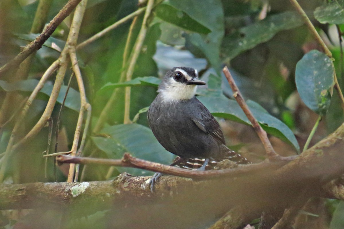 White-throated Antbird - ML555667381