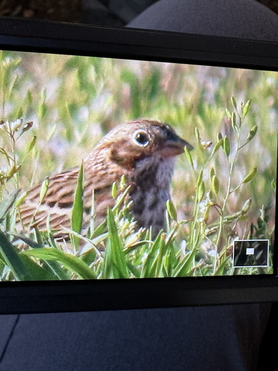 Vesper Sparrow - ML555668111