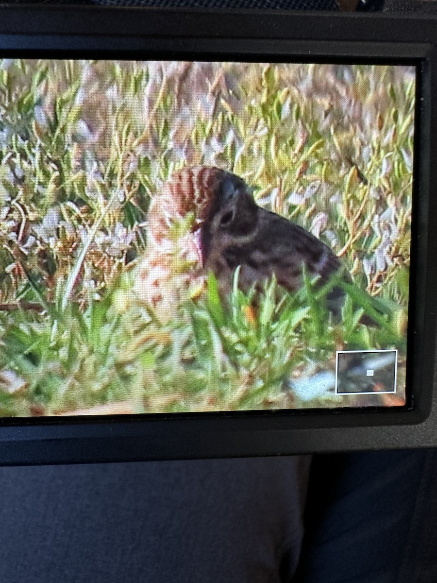 Vesper Sparrow - ML555668121