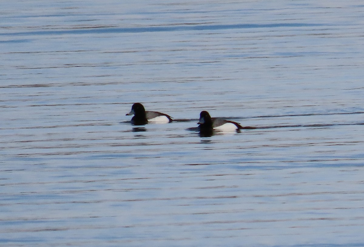 Greater Scaup - ML555668491