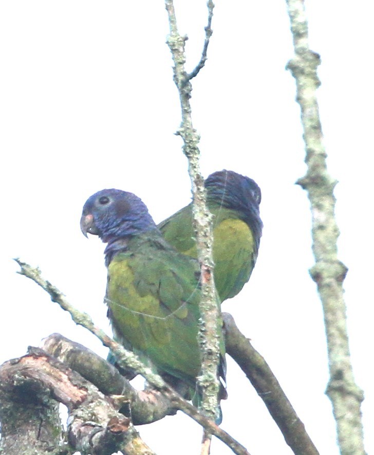 Blue-headed Parrot - ML555670201