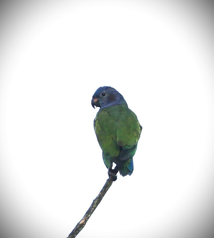 Blue-headed Parrot - ML555670351