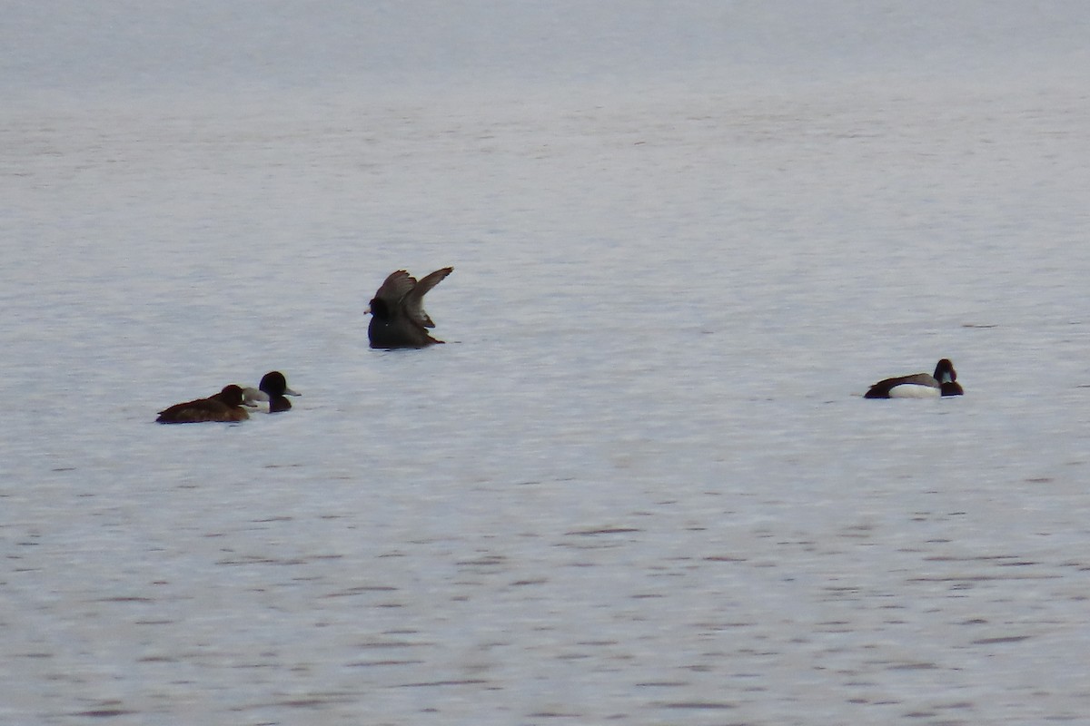 Greater Scaup - ML555670841