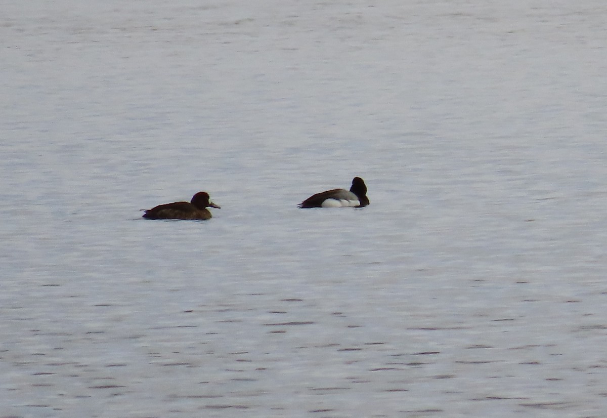 Greater Scaup - ML555670981