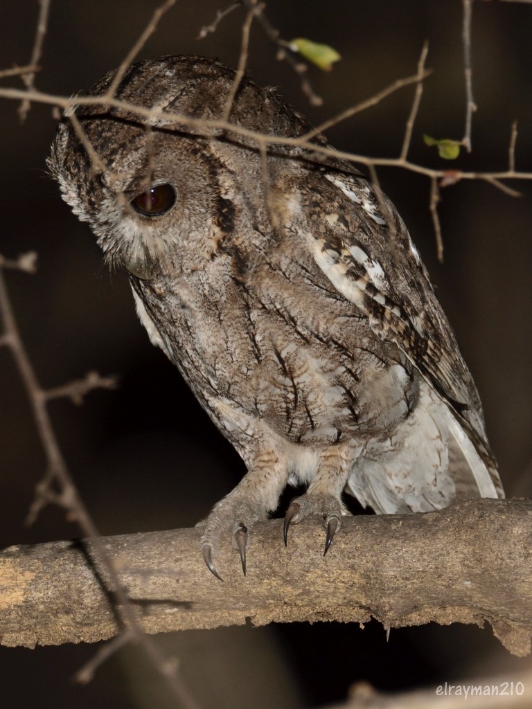 バルサスオオコノハズク - ML555674081