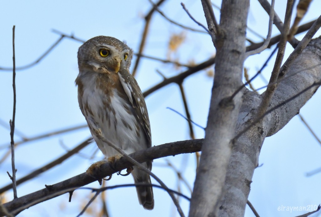 コリマスズメフクロウ - ML555674261