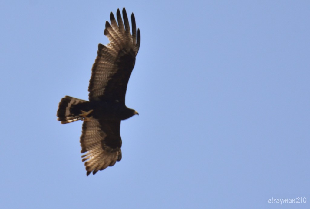 オビオノスリ - ML555674971