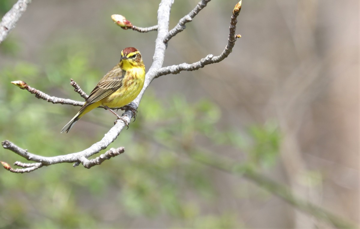 Palm Warbler - Jeff Stetson