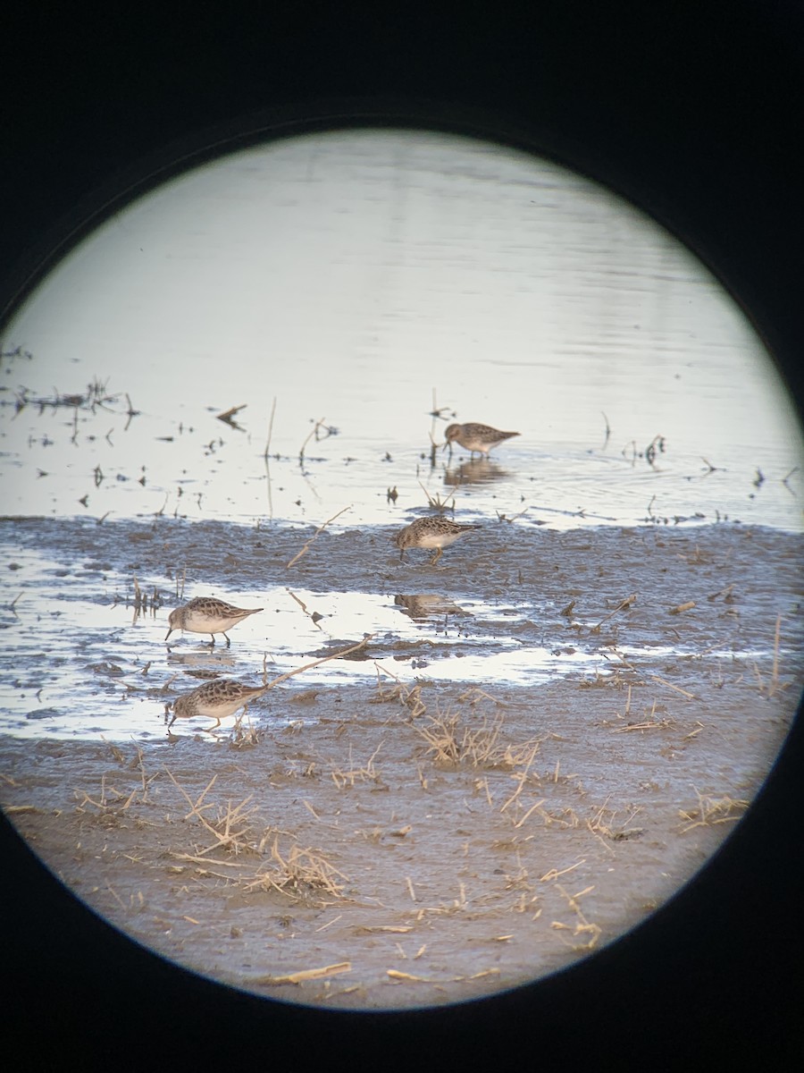 Little Stint - ML555678111