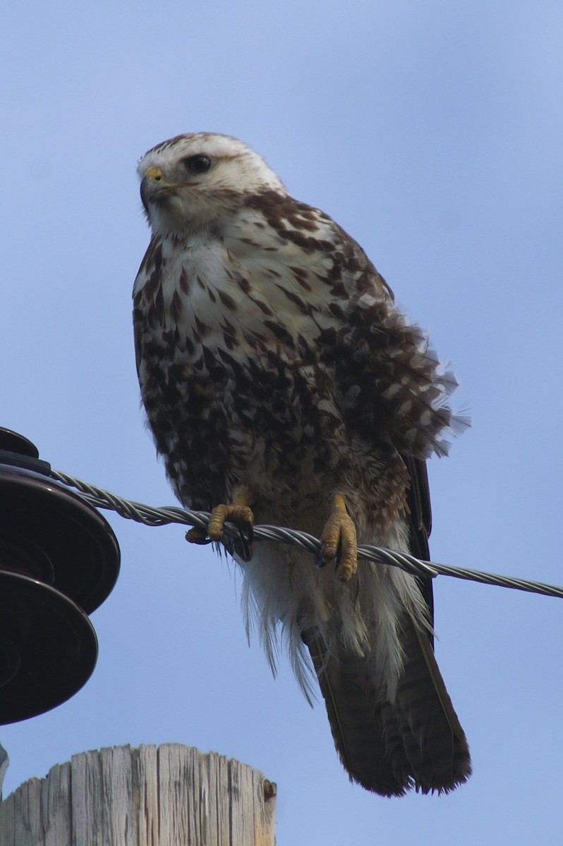 Swainson's Hawk - ML55568011