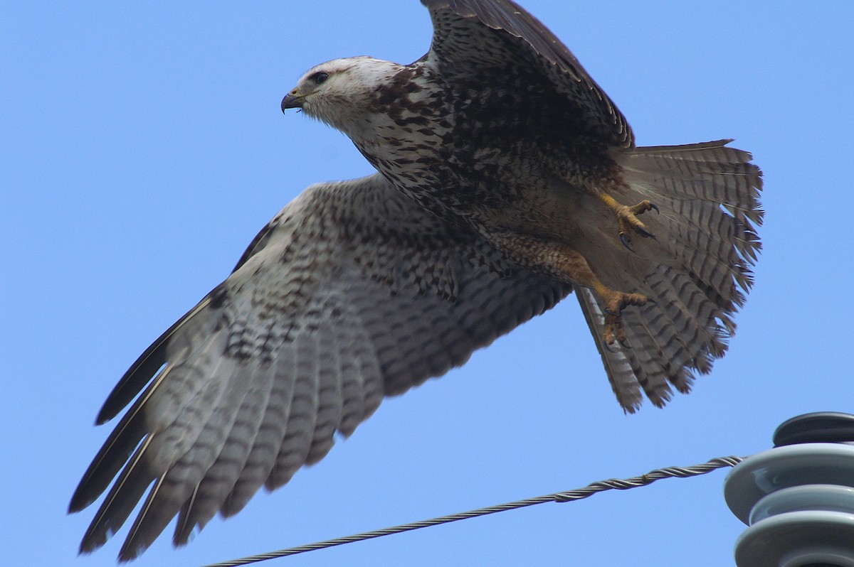 Swainson's Hawk - John C Sullivan