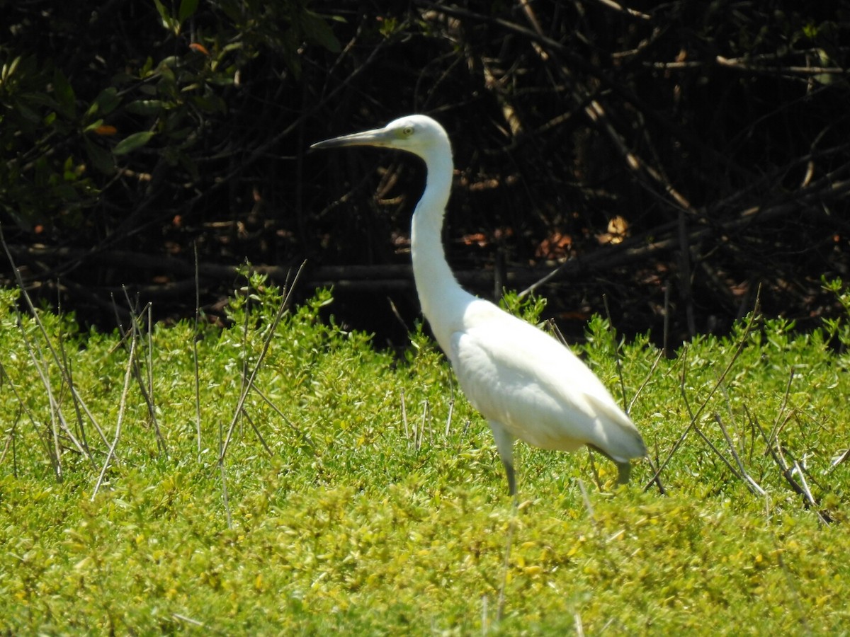 Little Blue Heron - ML55568121