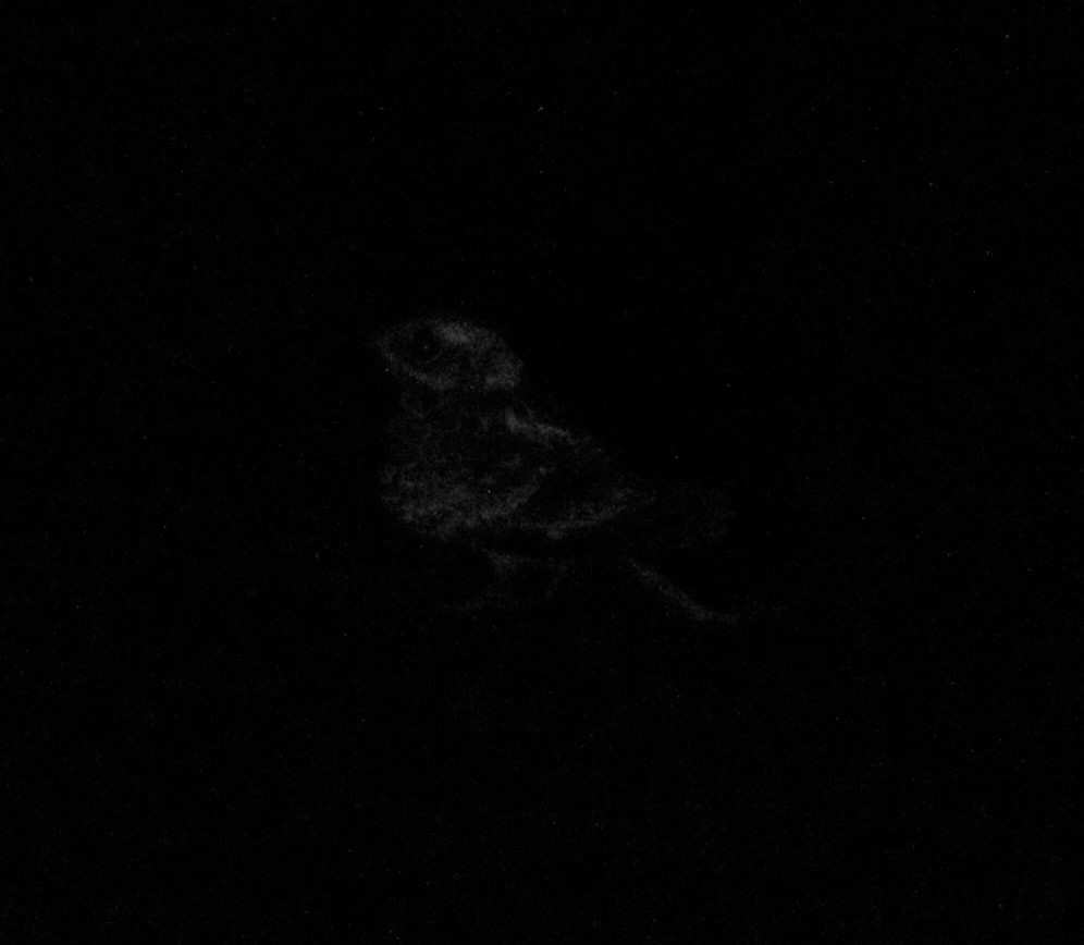 Indian Nightjar - ML555683791