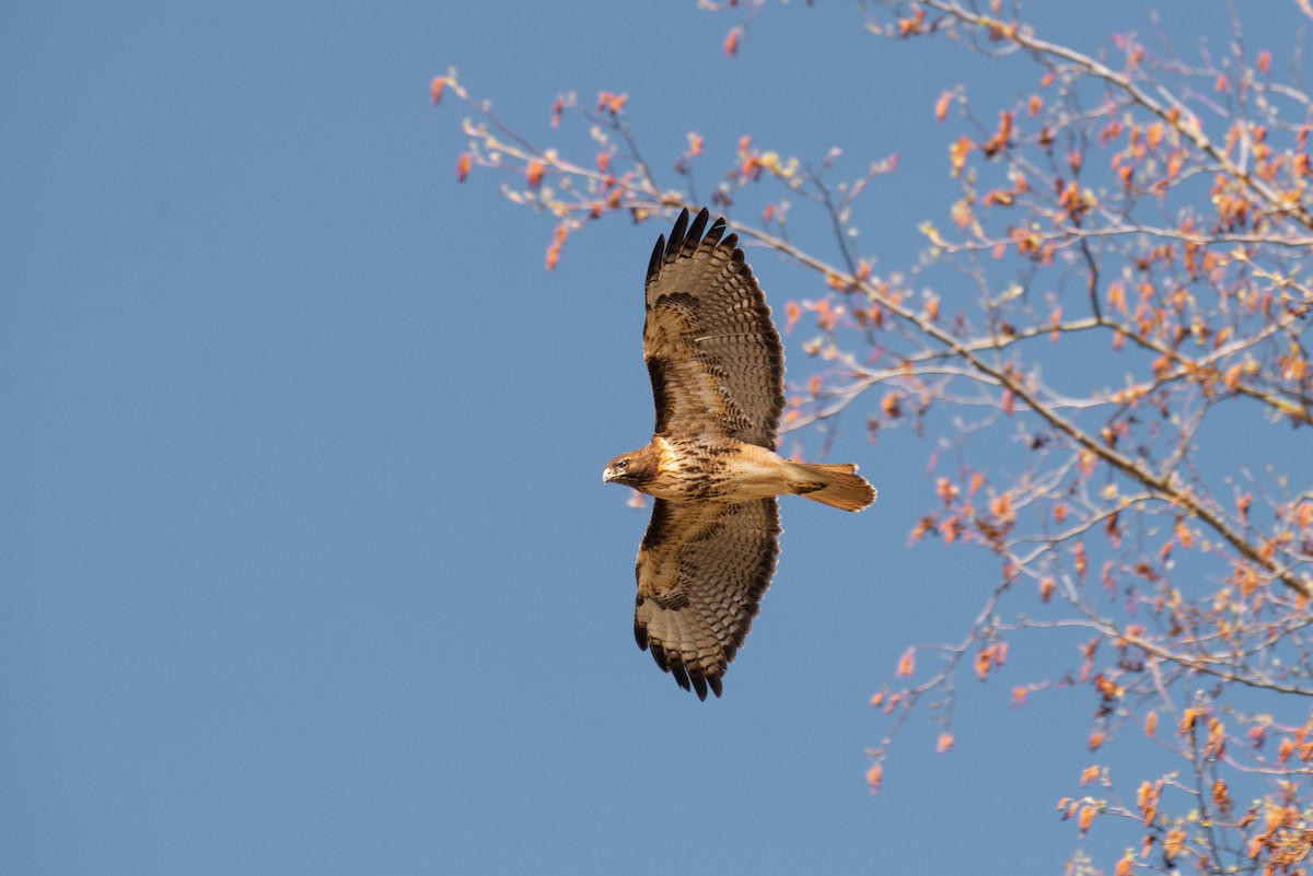Red-tailed Hawk - ML555685291