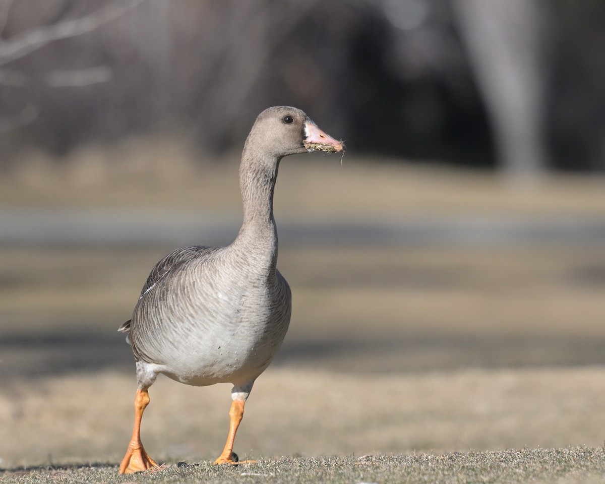 Greater White-fronted Goose - ML555685341