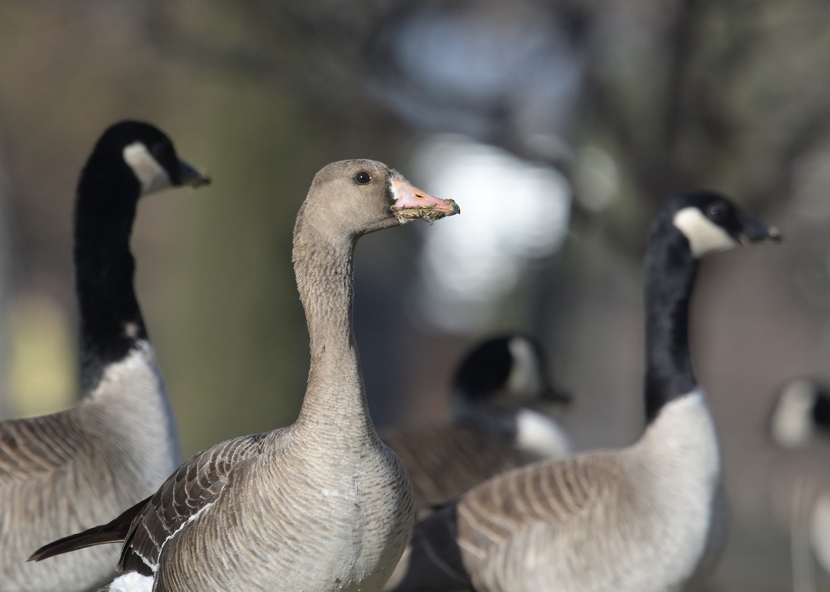 Greater White-fronted Goose - ML555685361