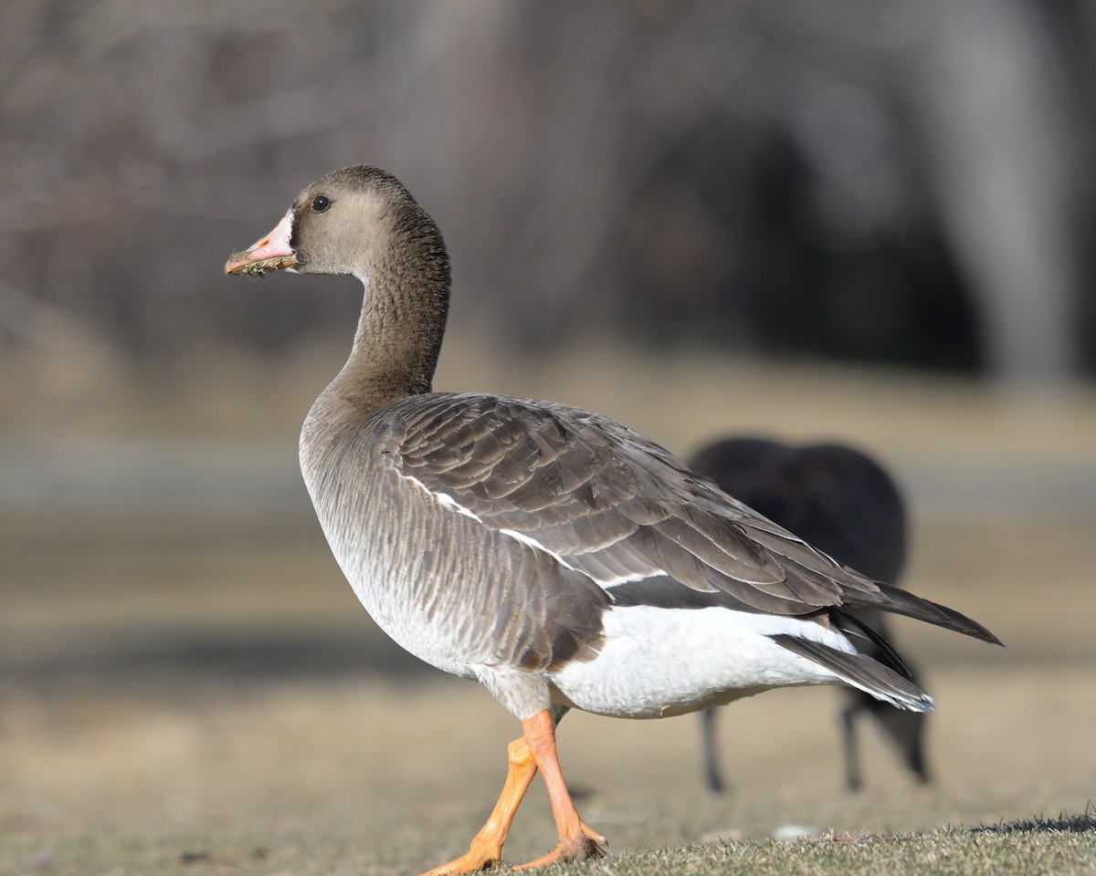 Greater White-fronted Goose - ML555685381