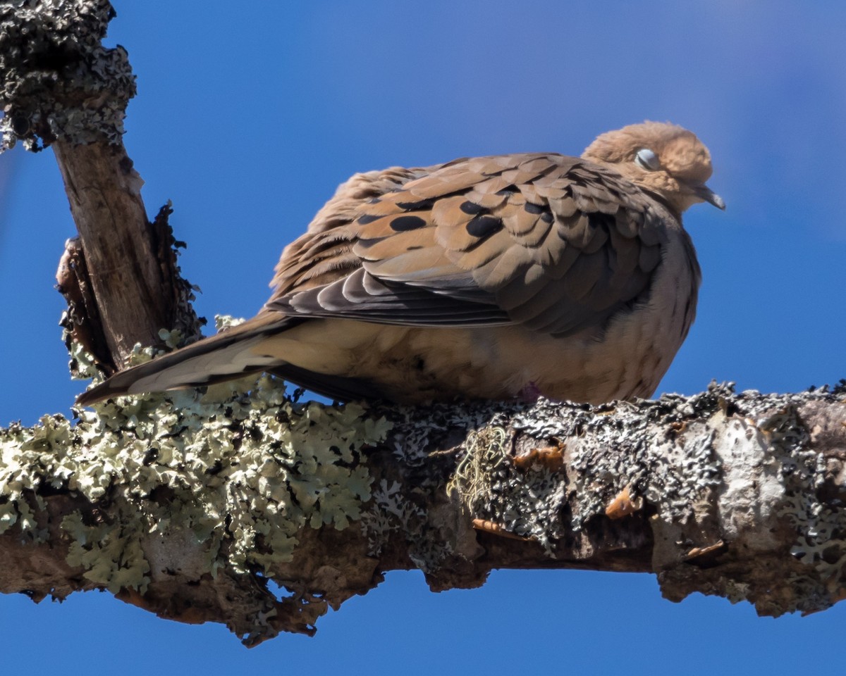 Mourning Dove - ML555685541