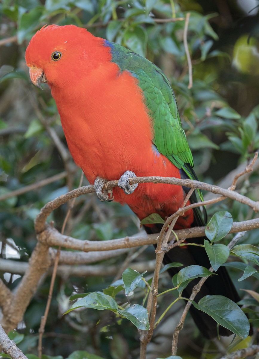 Australian King-Parrot - ML555685631