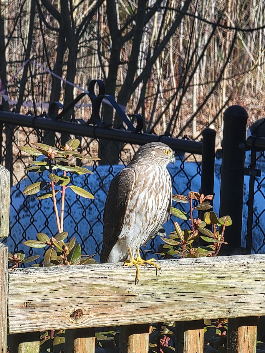 Sharp-shinned Hawk - ML555685951