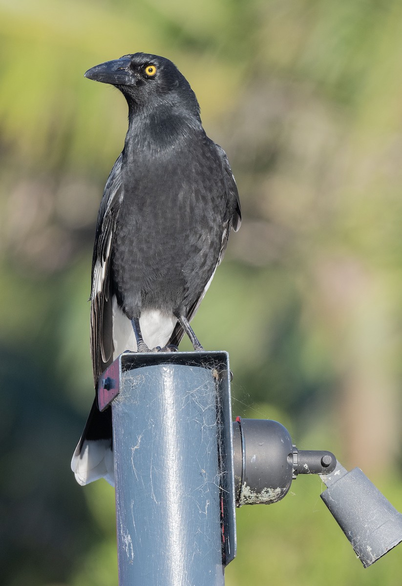 Pied Currawong - ML555686481
