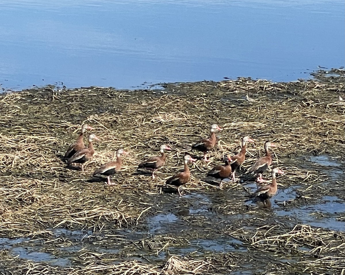 Black-bellied Whistling-Duck - Mary Jo Dawson