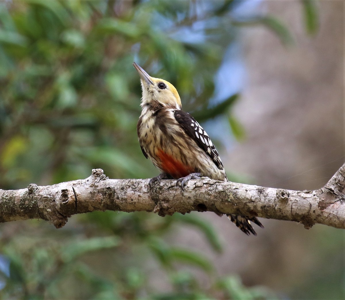 Yellow-crowned Woodpecker - ML555686821