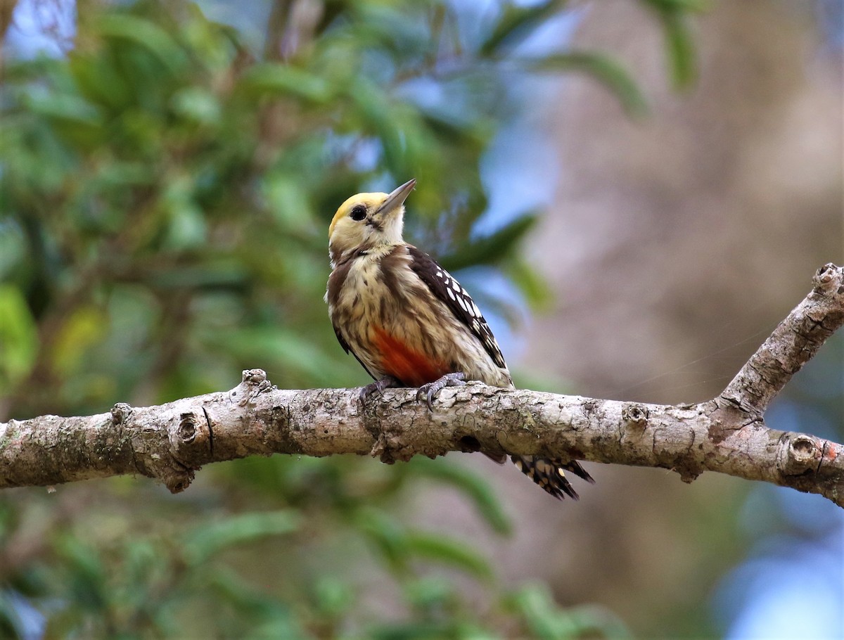 Yellow-crowned Woodpecker - ML555686831