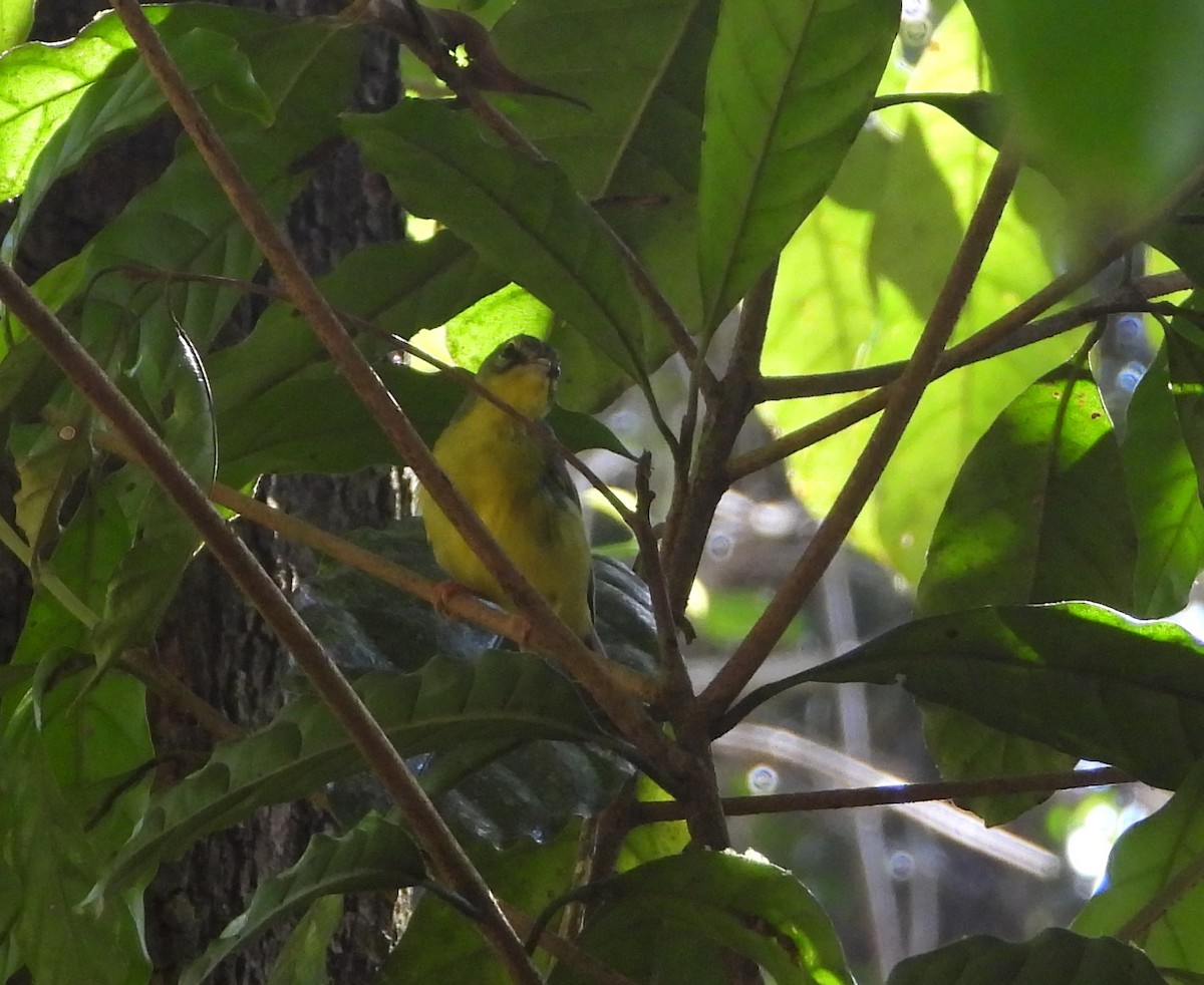 Golden-crowned Warbler - ML555687691