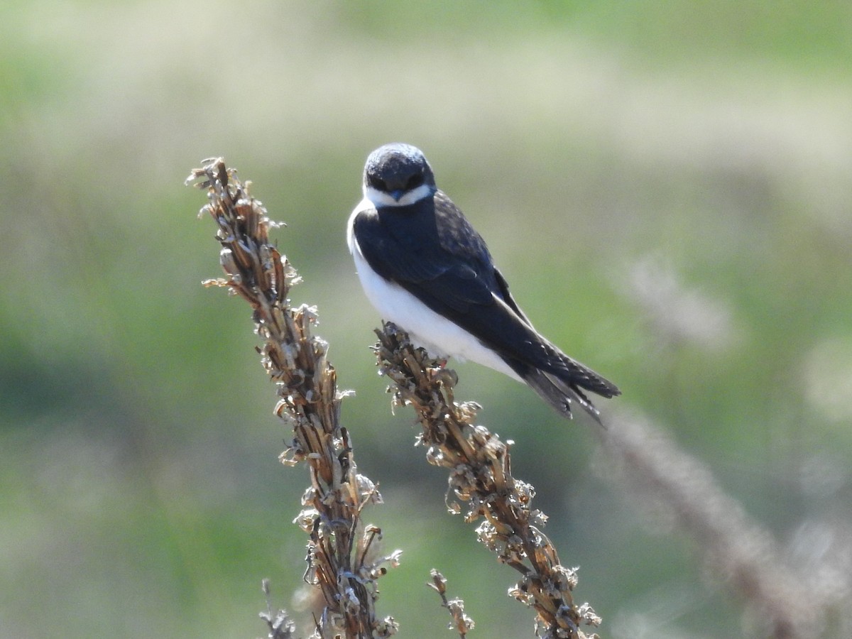 Golondrina Bicolor - ML555687771