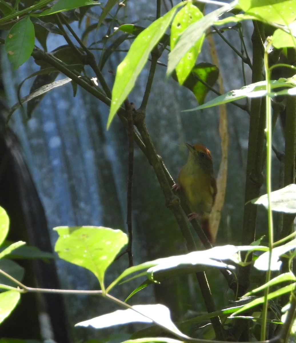 Tawny-crowned Greenlet - ML555688351