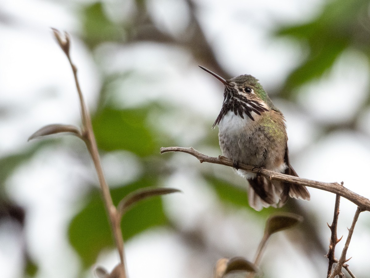 Calliope Hummingbird - ML555688581